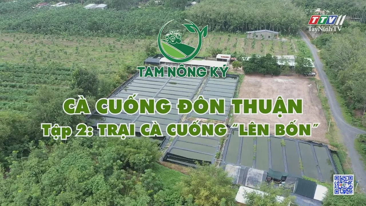 Trailer TAM NÔNG KÝ | Cà cuống Đôn Thuận - Tập 2 | Tay NinhTV